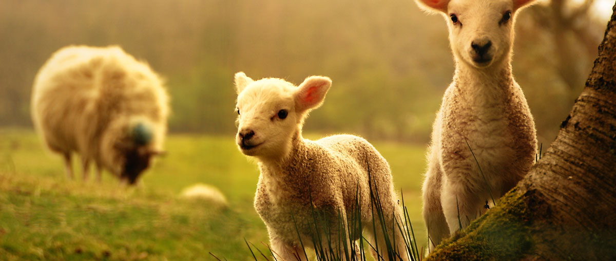Bauernhofurlaub im Bayerischen Wald